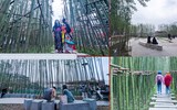 Ngắm vườn trúc độc đáo ngay giữa lòng Thủ đô