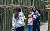 Ngắm vườn trúc độc đáo ngay giữa lòng Thủ đô