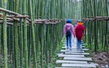 Ngắm vườn trúc độc đáo ngay giữa lòng Thủ đô