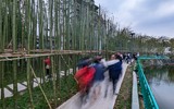 Ngắm vườn trúc độc đáo ngay giữa lòng Thủ đô