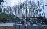 Ngắm vườn trúc độc đáo ngay giữa lòng Thủ đô