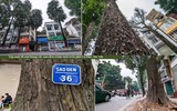 Tận mắt ngắm hàng cây sao đen trăm tuổi trên phố Lò Đúc, Hà Nội
