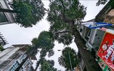 Tận mắt ngắm hàng cây sao đen trăm tuổi trên phố Lò Đúc, Hà Nội