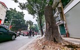 Tận mắt ngắm hàng cây sao đen trăm tuổi trên phố Lò Đúc, Hà Nội