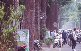 Tận mắt ngắm hàng cây sao đen trăm tuổi trên phố Lò Đúc, Hà Nội