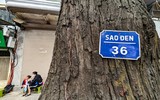 Tận mắt ngắm hàng cây sao đen trăm tuổi trên phố Lò Đúc, Hà Nội