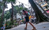 Tận mắt ngắm hàng cây sao đen trăm tuổi trên phố Lò Đúc, Hà Nội