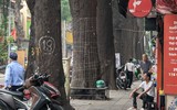 Tận mắt ngắm hàng cây sao đen trăm tuổi trên phố Lò Đúc, Hà Nội