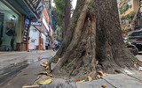 Tận mắt ngắm hàng cây sao đen trăm tuổi trên phố Lò Đúc, Hà Nội