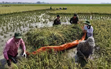 Hình ảnh ấm áp nghĩa tình của Công an Thủ đô trong một ngày dài sát cánh cùng nhân dân chống lũ