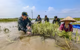 Chiến sỹ Công an Hà Nội tiếp tục dầm mình trong nước ngập, cùng dân cứu lúa 