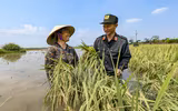 Chiến sỹ Công an Hà Nội tiếp tục dầm mình trong nước ngập, cùng dân cứu lúa 