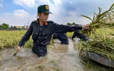 Chiến sỹ Công an Hà Nội tiếp tục dầm mình trong nước ngập, cùng dân cứu lúa 