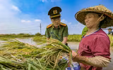 Chiến sỹ Công an Hà Nội tiếp tục dầm mình trong nước ngập, cùng dân cứu lúa 