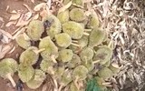 Hiện trường vụ hàng nghìn quả sầu riêng non của nông dân bị chặt phá