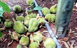 Hiện trường vụ hàng nghìn quả sầu riêng non của nông dân bị chặt phá