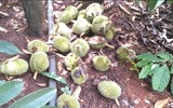 Hiện trường vụ hàng nghìn quả sầu riêng non của nông dân bị chặt phá