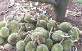 Hiện trường vụ hàng nghìn quả sầu riêng non của nông dân bị chặt phá