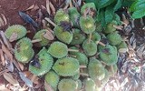 Hiện trường vụ hàng nghìn quả sầu riêng non của nông dân bị chặt phá