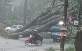 Hà Nội: Cơn mưa giông lớn quật đổ cây xanh, cuốn phăng nhiều mái tôn