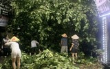 Hà Nội: Cơn mưa giông lớn quật đổ cây xanh, cuốn phăng nhiều mái tôn