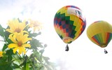 Đến Ba Vì ngắm hoa dã quỳ trên khinh khí cầu