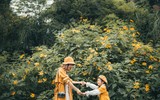 Đến Ba Vì ngắm hoa dã quỳ trên khinh khí cầu