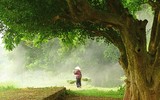 Khung cảnh làng quê đẹp thơ mộng ở Đường Lâm