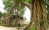 Khung cảnh làng quê đẹp thơ mộng ở Đường Lâm