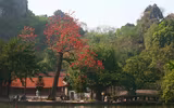 Mùa hoa gạo