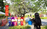 Mùa hoa ban khoe sắc 