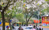 Mùa hoa ban khoe sắc 