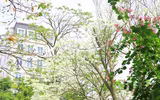 Mùa hoa ban khoe sắc 