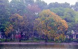 Mùa hoa vàng anh 
