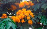 Mùa hoa vàng anh 