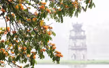 Mùa hoa vàng anh 