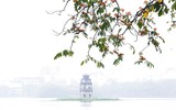 Mùa hoa vàng anh 