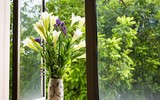 Tháng tư về, hoa loa kèn tinh khôi xuống phố