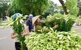 Tháng tư về, hoa loa kèn tinh khôi xuống phố