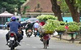 Tháng tư về, hoa loa kèn tinh khôi xuống phố
