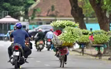 Tháng tư về, hoa loa kèn tinh khôi xuống phố