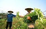 Tháng tư về, hoa loa kèn tinh khôi xuống phố