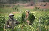 Tháng tư về, hoa loa kèn dịu dàng khoe sắc