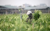 Tháng tư về, hoa loa kèn dịu dàng khoe sắc