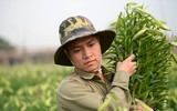 Tháng tư về, hoa loa kèn dịu dàng khoe sắc