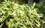Tháng tư về, hoa loa kèn dịu dàng khoe sắc
