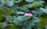 Thanh tao mùa sen đầu hạ