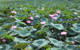 Thanh tao mùa sen đầu hạ