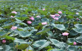 Thanh tao mùa sen đầu hạ