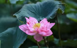 Thanh tao mùa sen đầu hạ